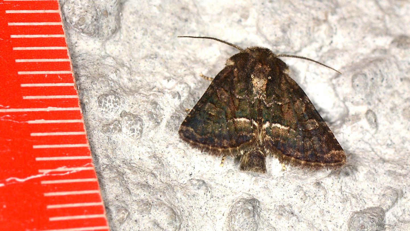 Noctuidae: Oligia versicolor