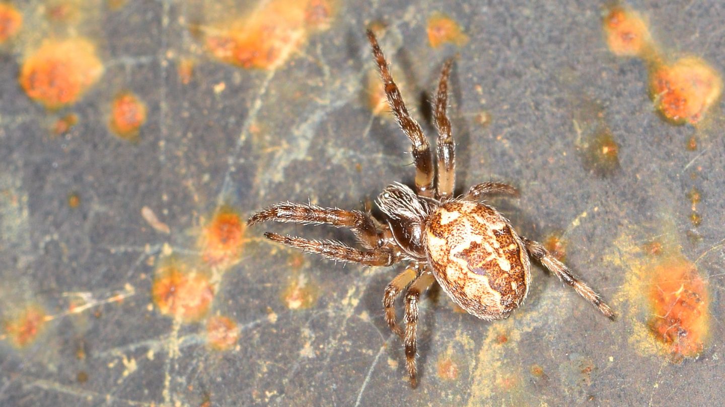 Araneidae:  Larinioides patagiatus da confermare