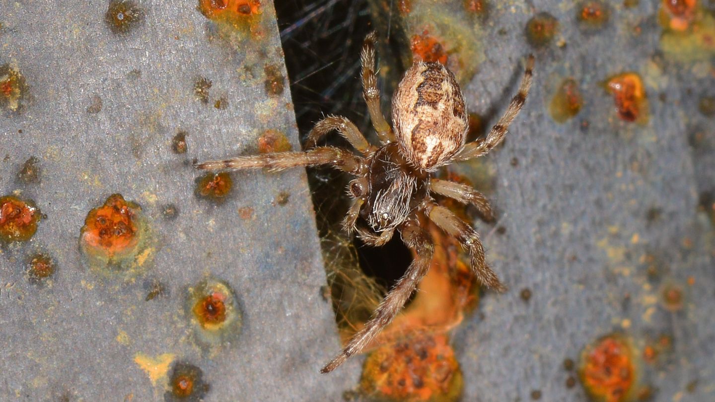 Araneidae:  Larinioides patagiatus da confermare