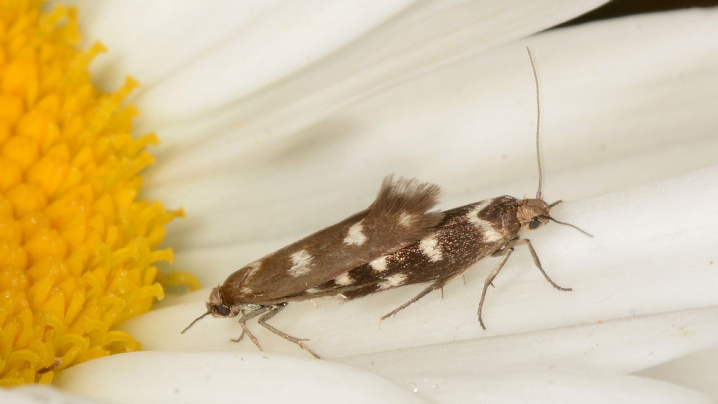 Scythridae? S, Scythris scopolella