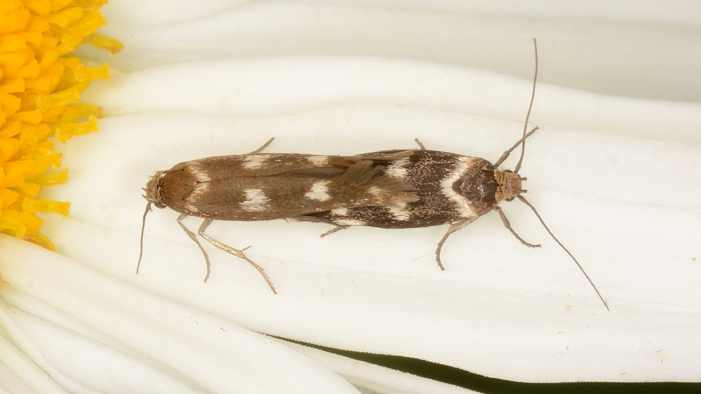 Scythridae? S, Scythris scopolella