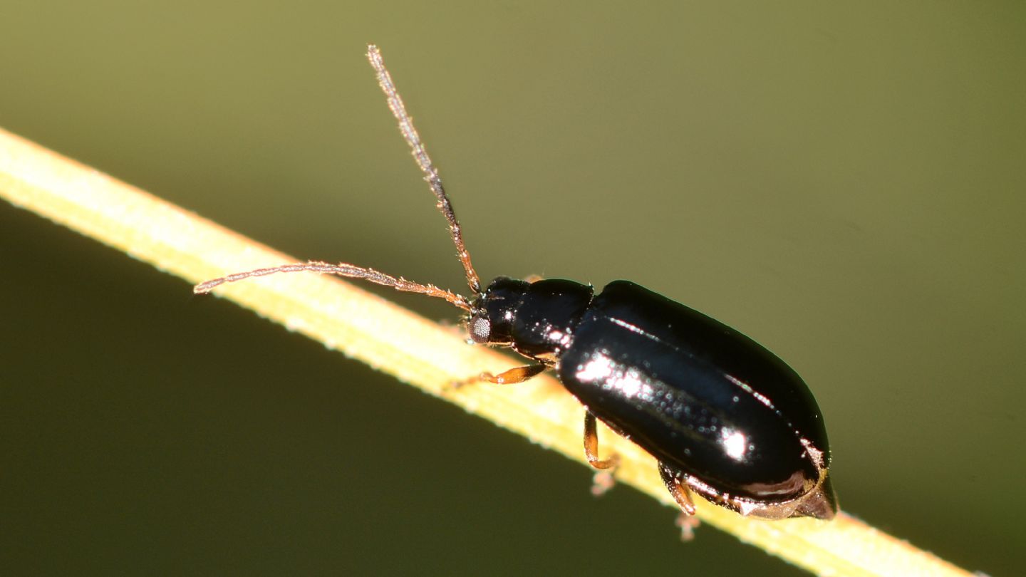 Chrysomelidae: Luperus sp.