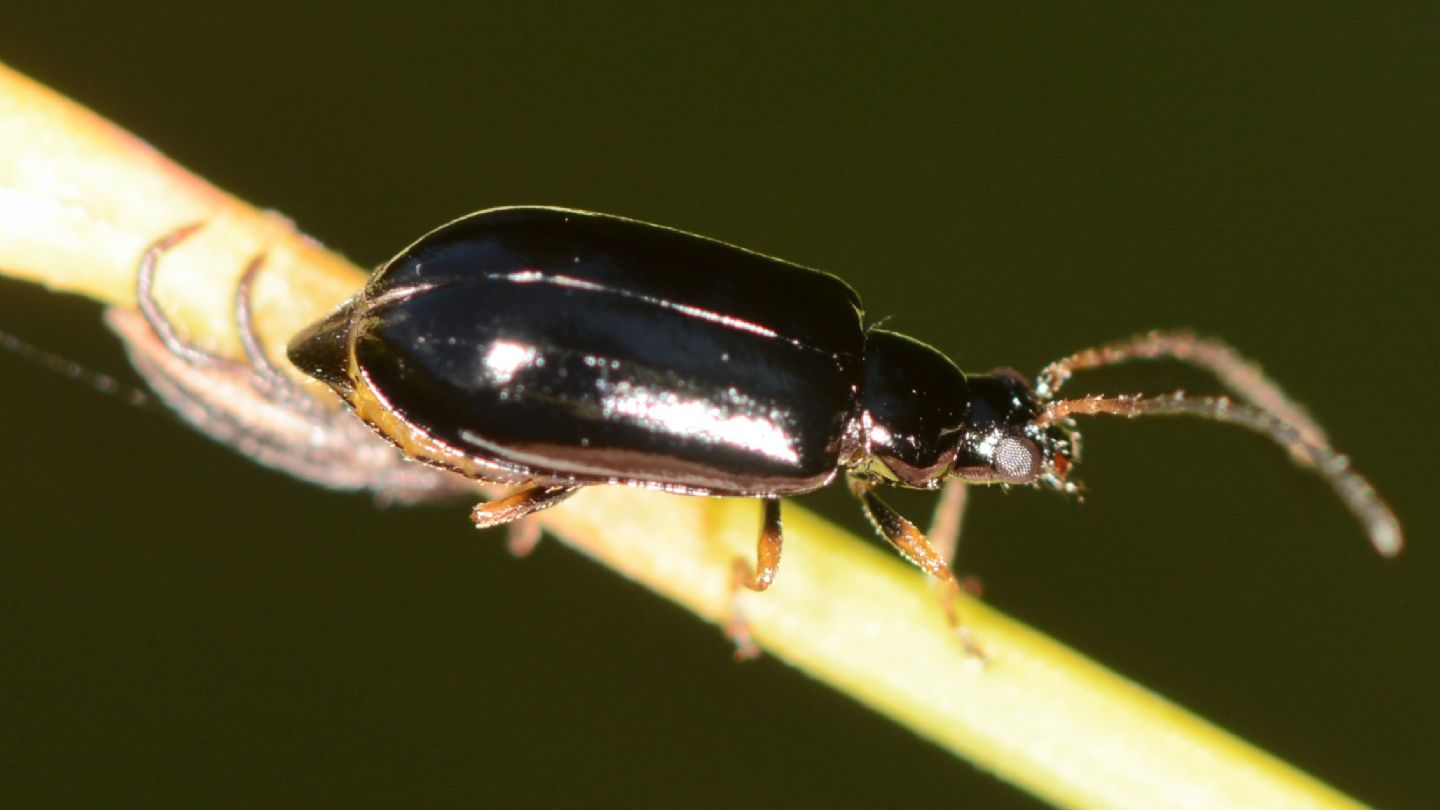 Chrysomelidae: Luperus sp.