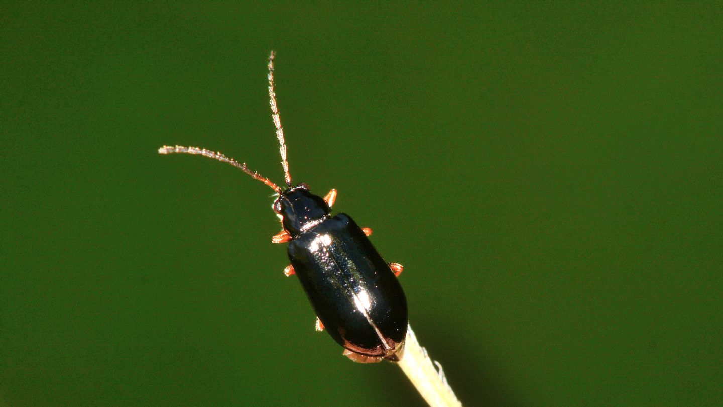 Chrysomelidae: Luperus sp.