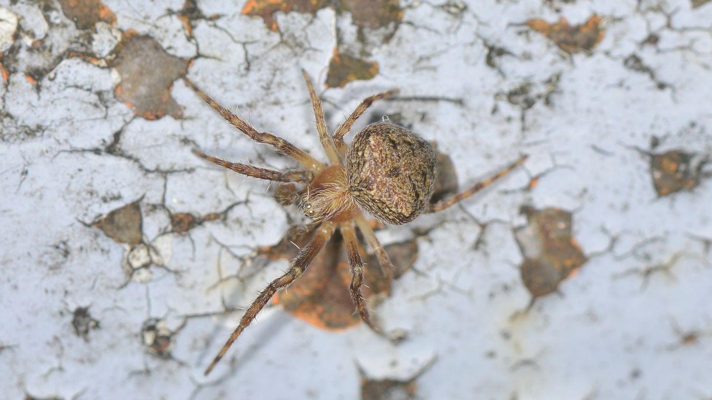 Araneidae da id