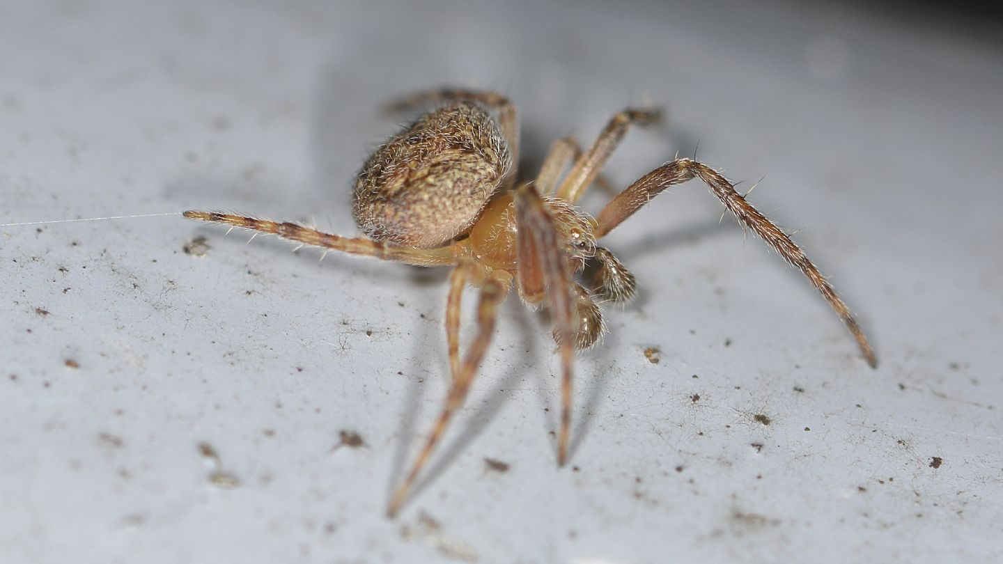 Araneidae da id