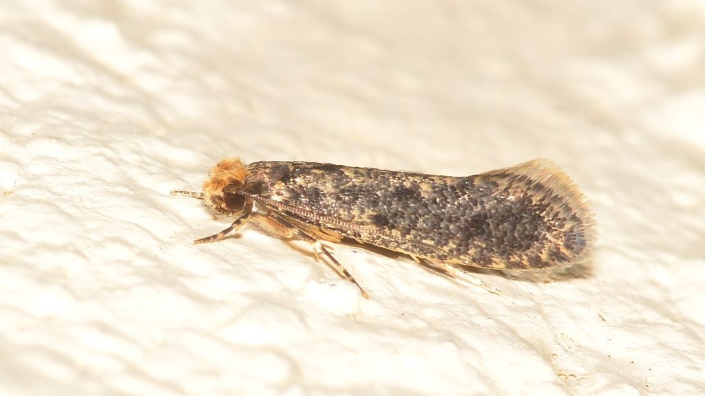 Tineidae ?