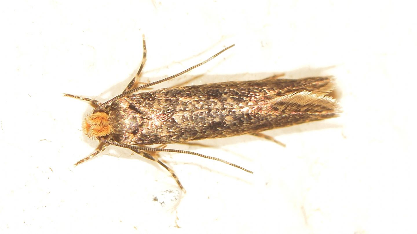 Tineidae ?