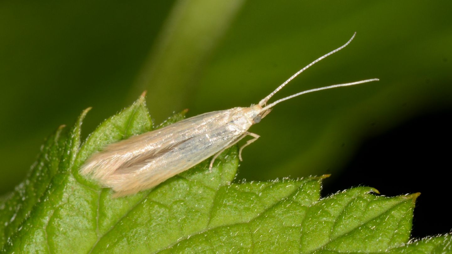 Famiglia ?  Coleophoridae