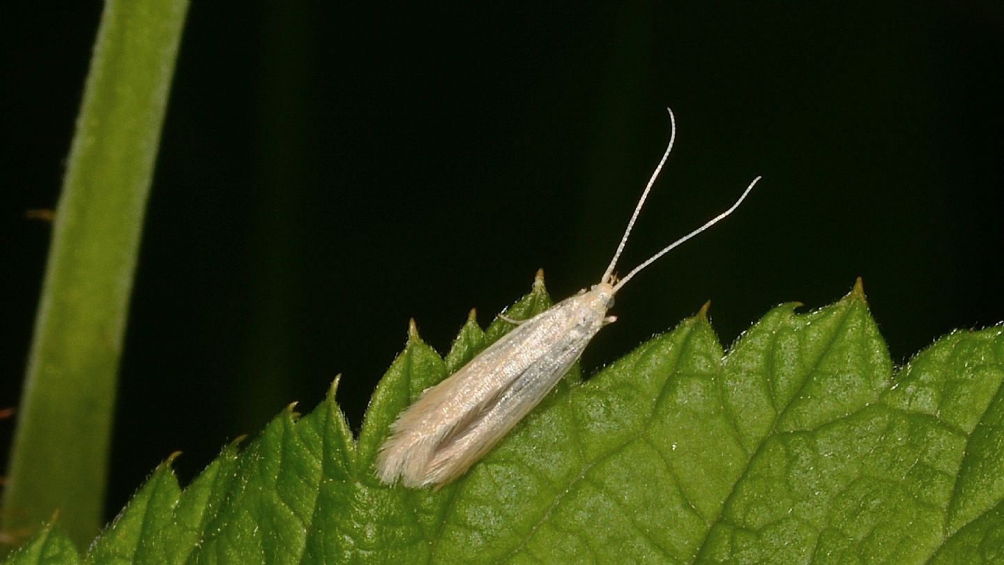 Famiglia ?  Coleophoridae