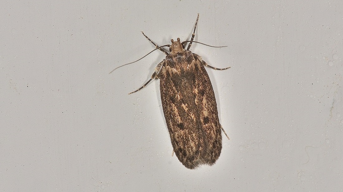 Hofmannophila pseudospretella - Oecophoridae