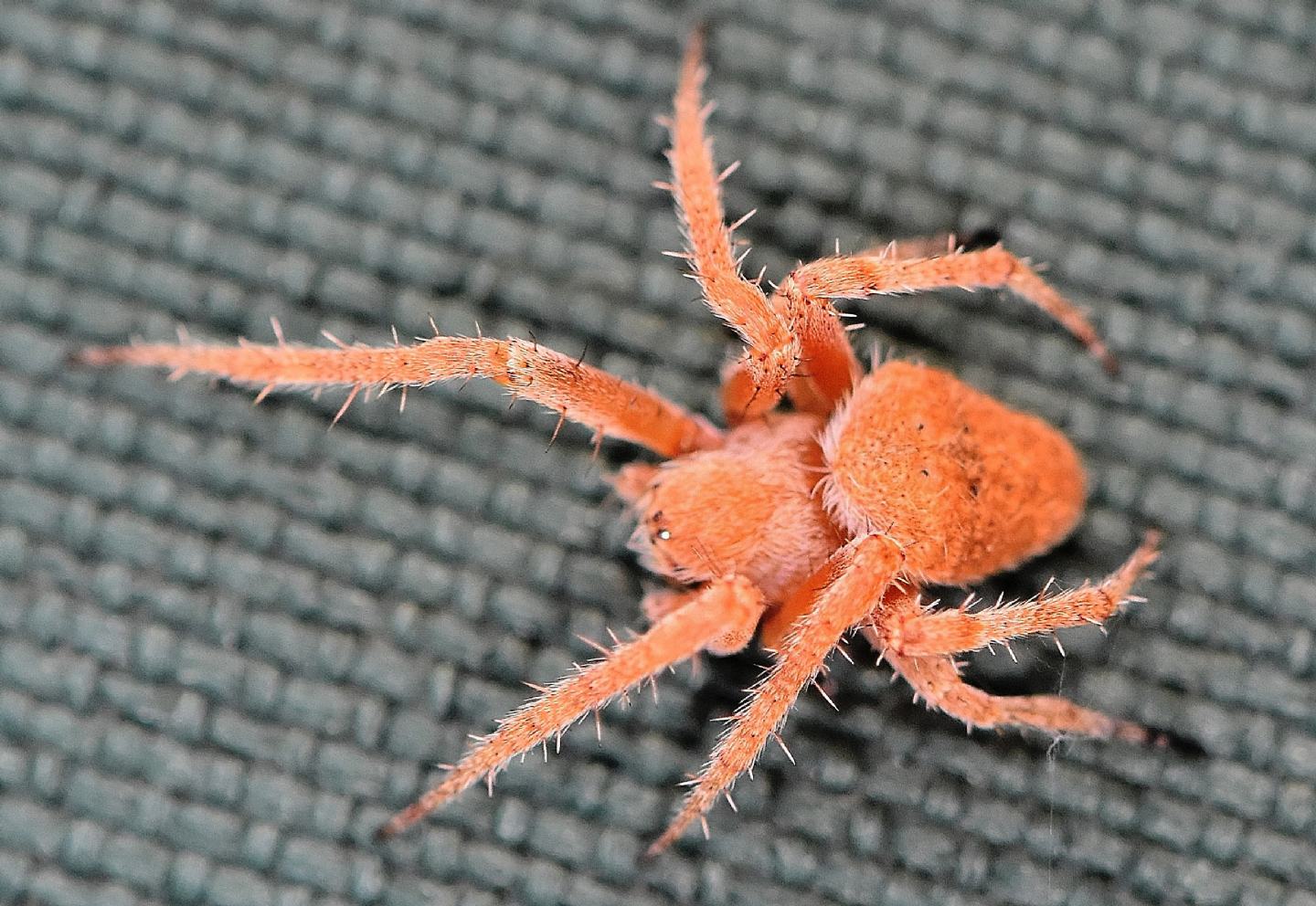 Neoscona subfusca - Liamone (Corsica)