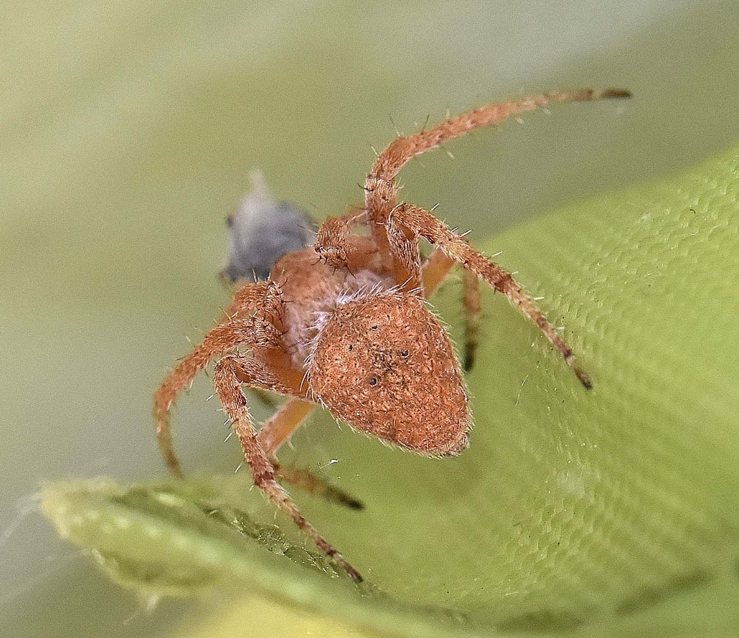 Neoscona subfusca - Liamone (Corsica)