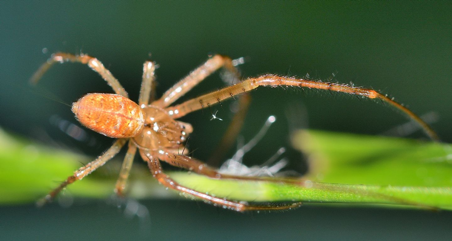 Metellina sp. -  Bannio Anzino (VCO)