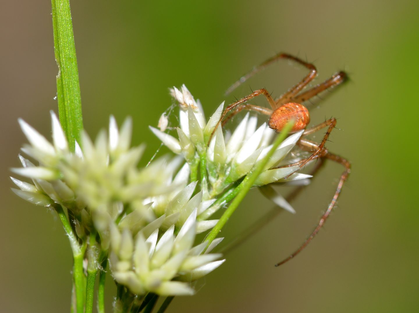 Metellina sp. -  Bannio Anzino (VCO)