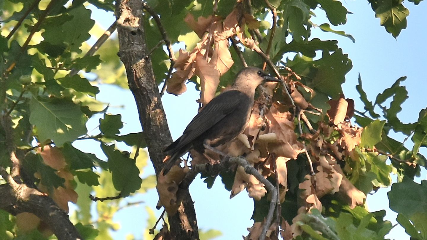 E'' riconoscibile ?  Storno (Sturnus vulgaris) juv.