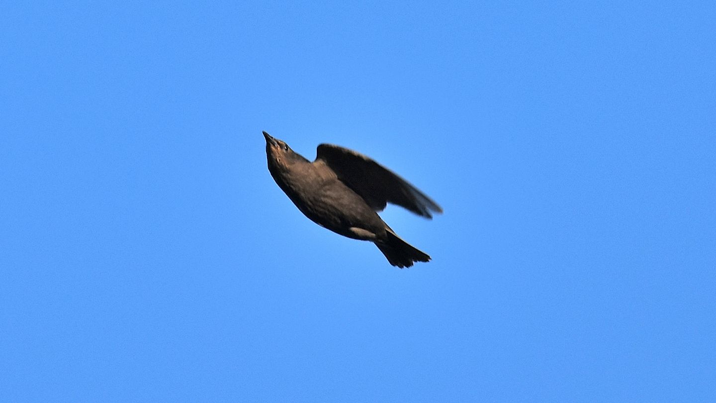 E'' riconoscibile ?  Storno (Sturnus vulgaris) juv.