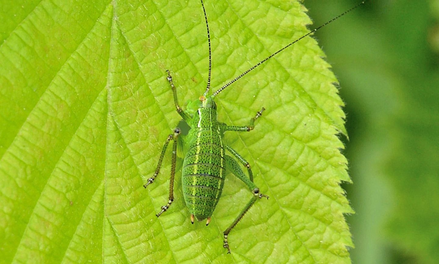 Phaneropteridae:  Barbitistes cfr. alpinus