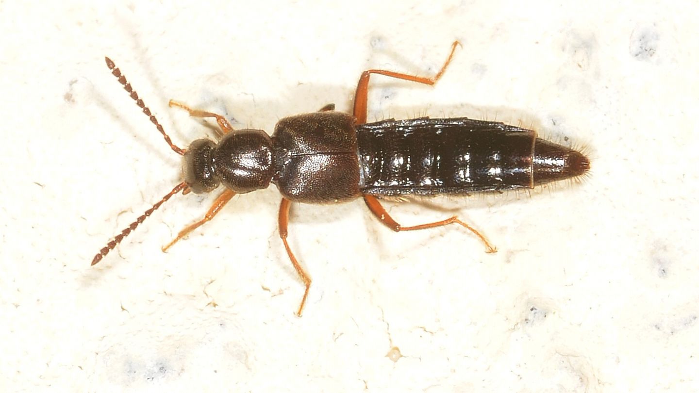 Staphylinidae: Ocalea sp.