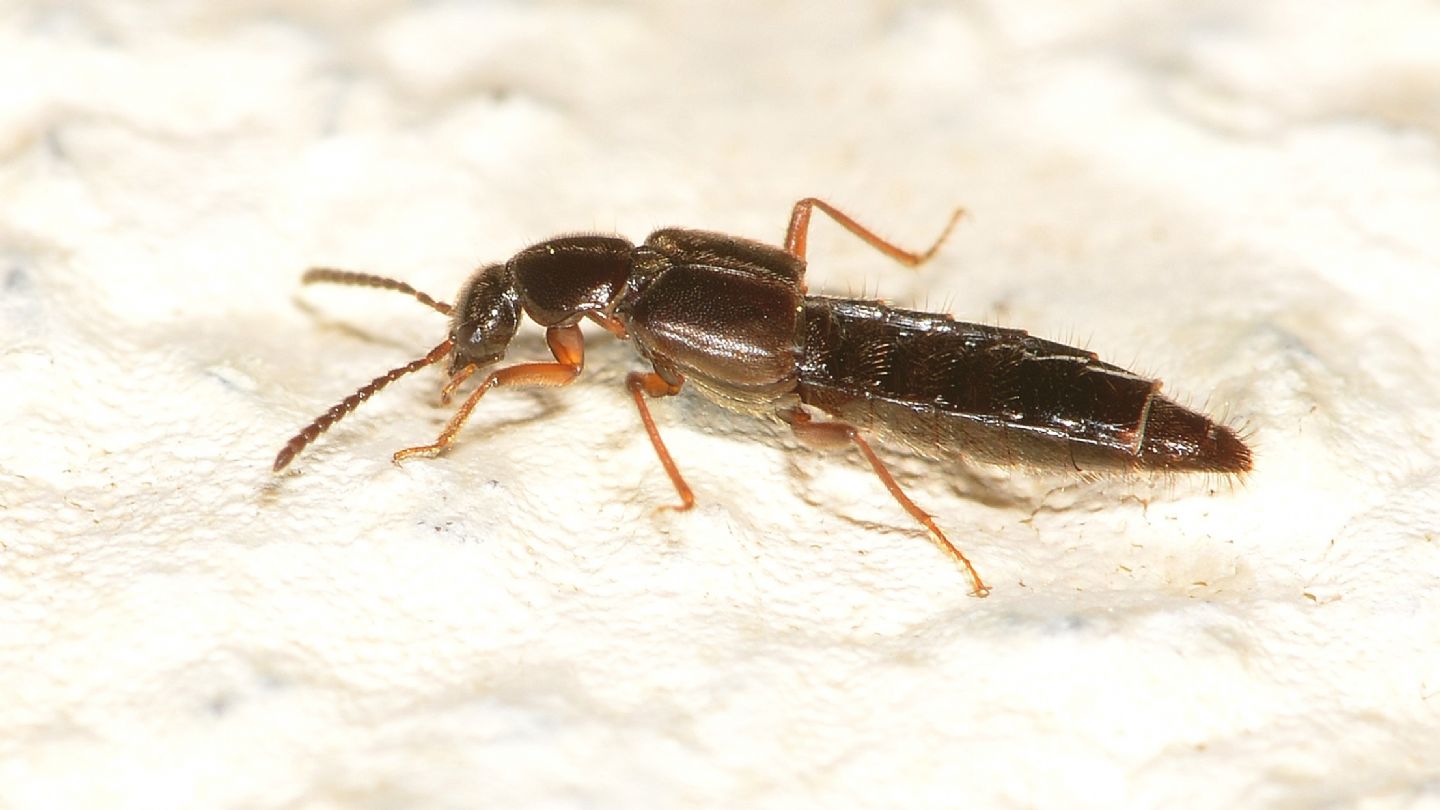 Staphylinidae: Ocalea sp.