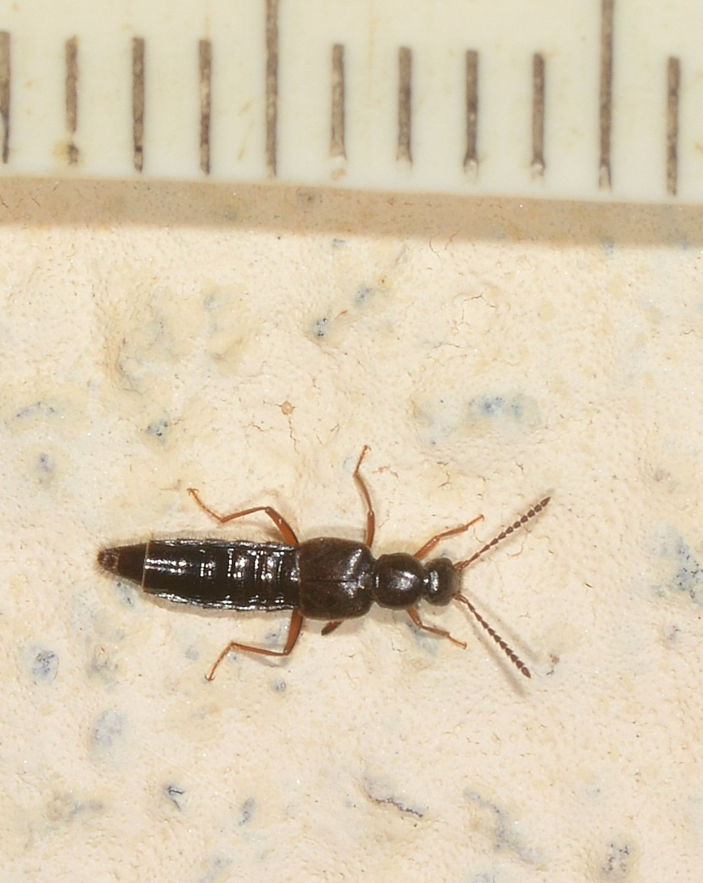 Staphylinidae: Ocalea sp.