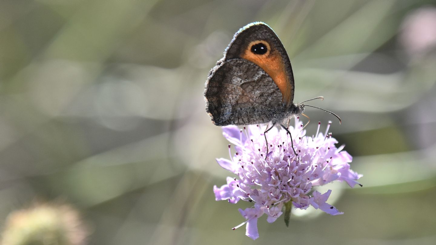 id Nymphalidae