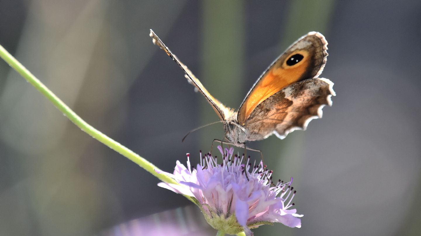 id Nymphalidae