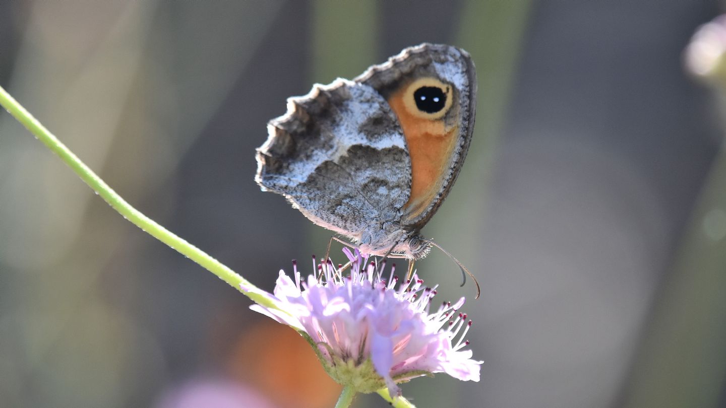 id Nymphalidae