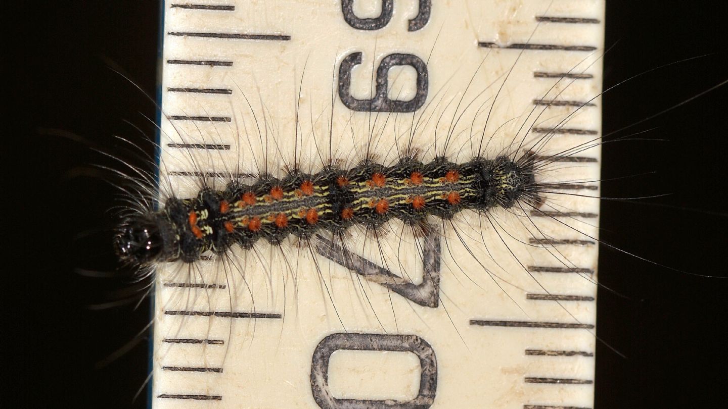 larva colorata - Lithosia quadra, Erebidae Arctiinae