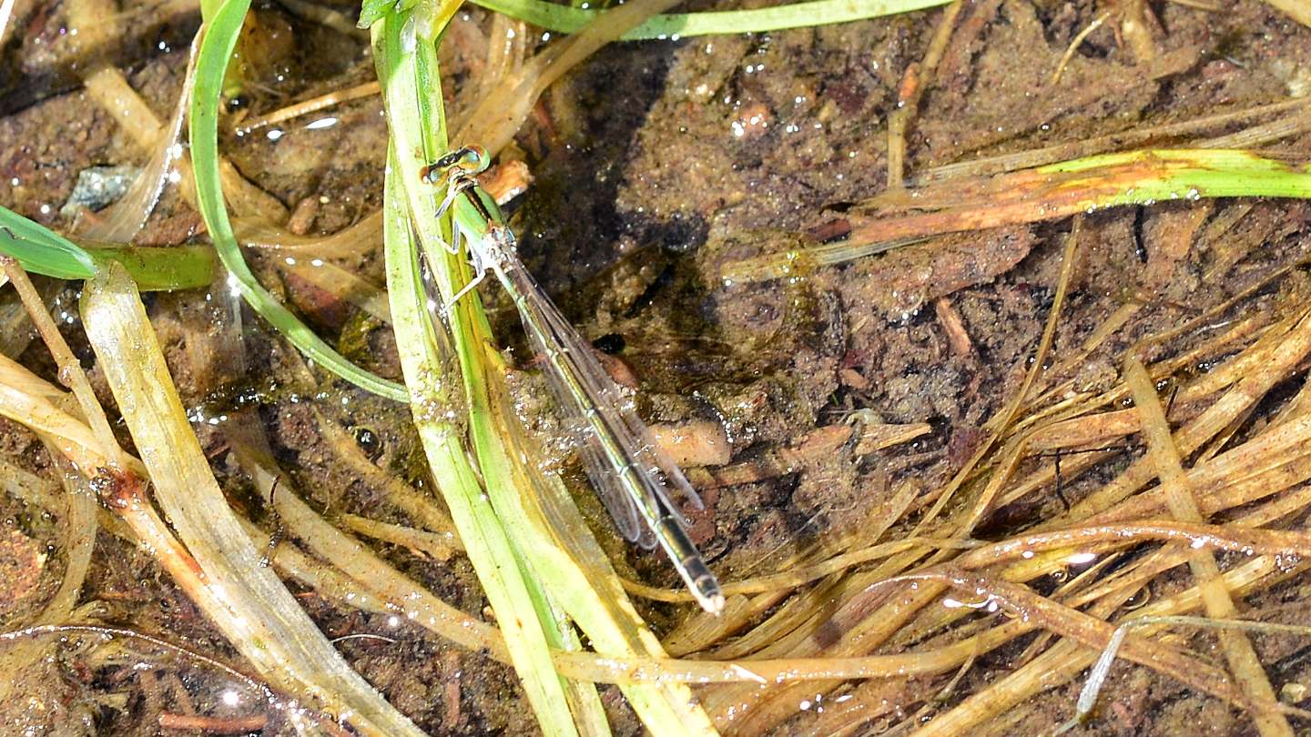 che libellula ? Ischnura pumilio, femmina