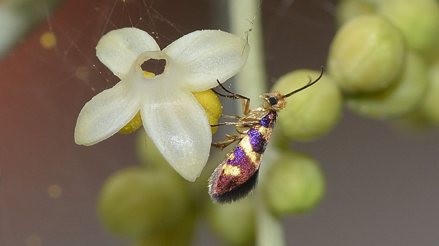 Su ulivo:  Micropterix sp.