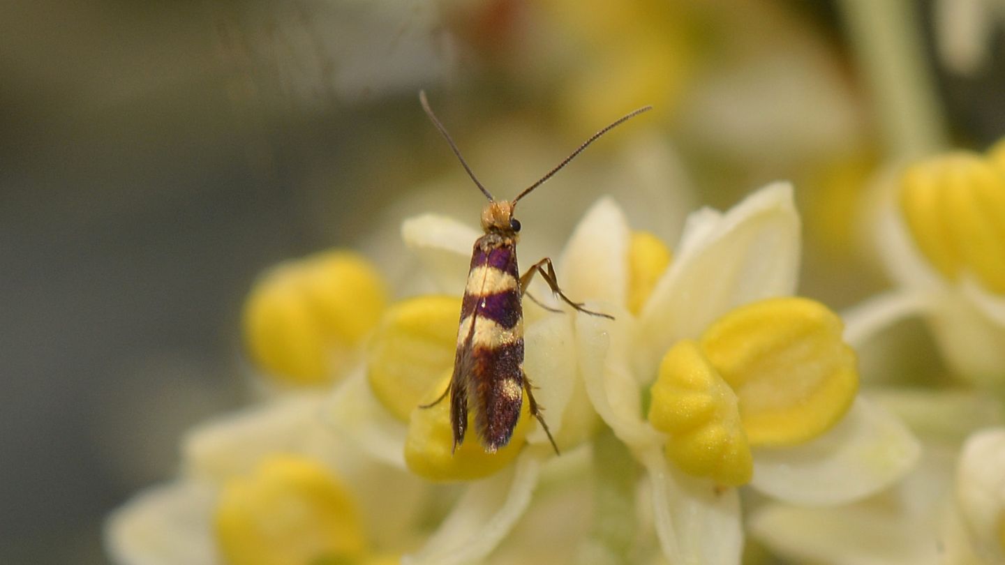 Su ulivo:  Micropterix sp.