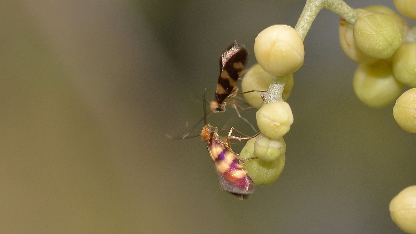 Su ulivo:  Micropterix sp.