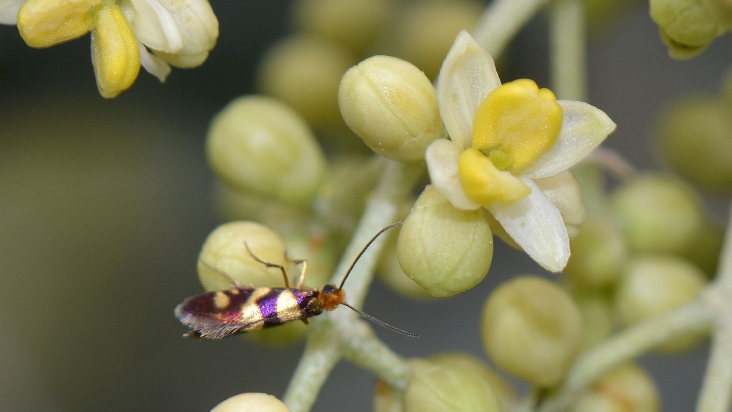 Su ulivo:  Micropterix sp.