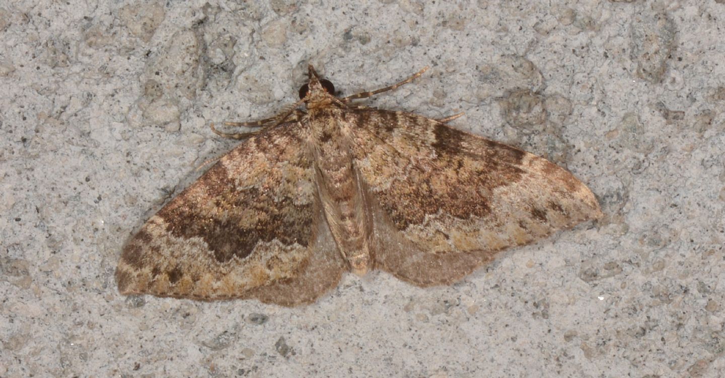 Dubbio Geometridae