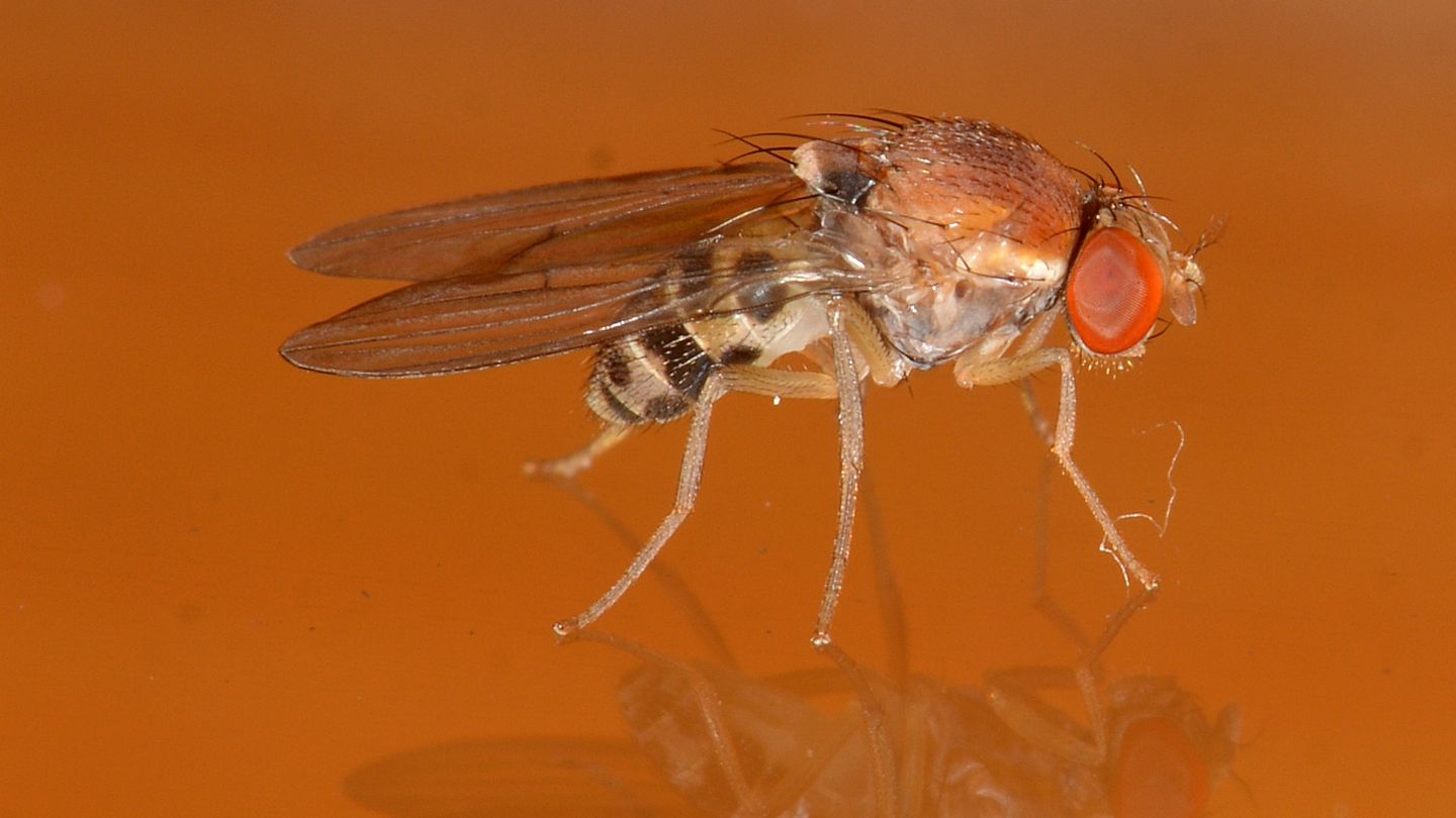 Ancora lei ? Drosophilidae da confermare