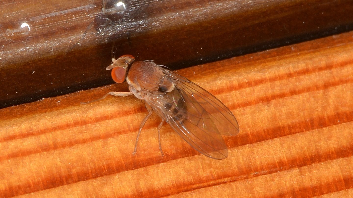 Ancora lei ? Drosophilidae da confermare