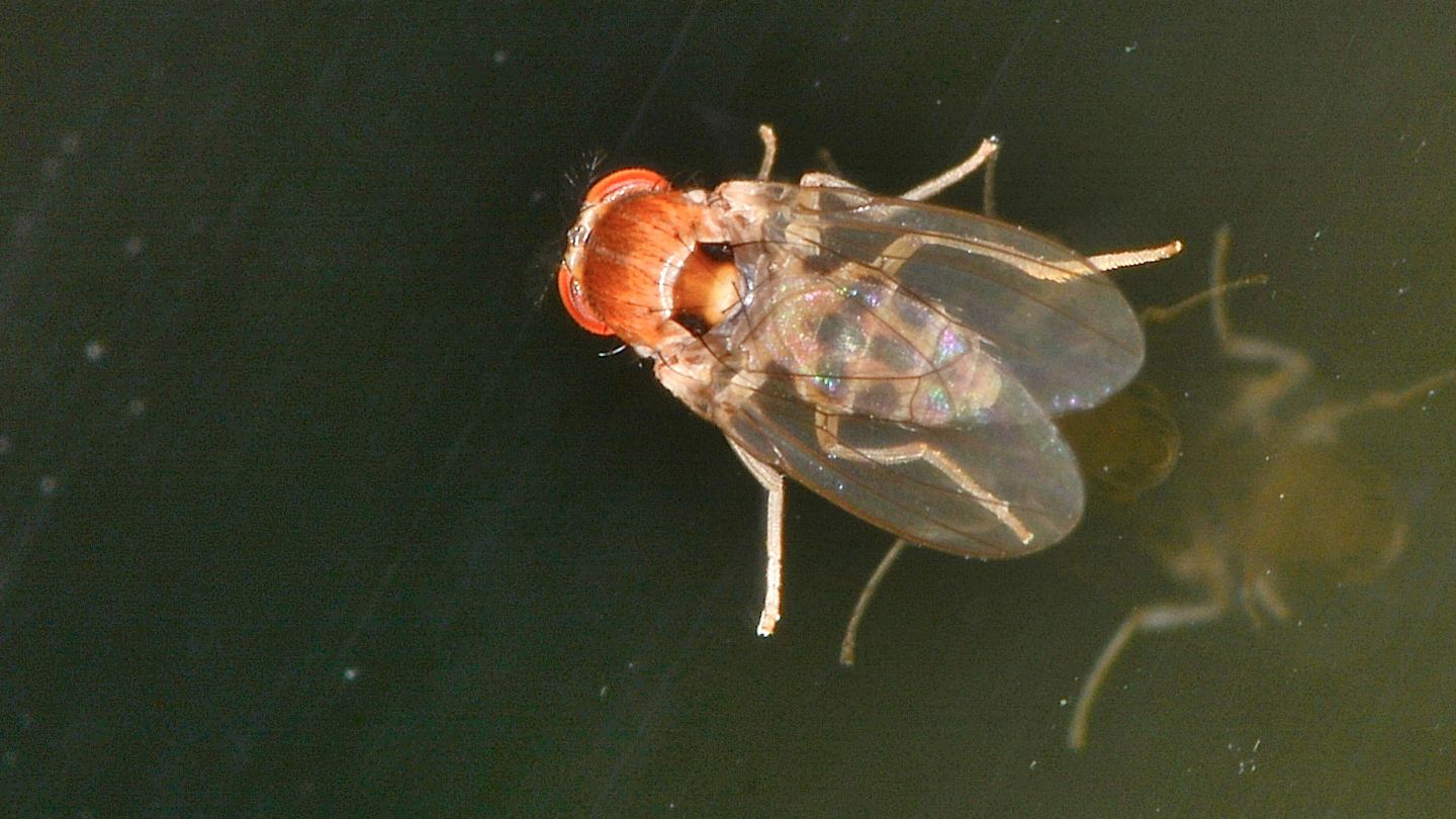 Ancora lei ? Drosophilidae da confermare