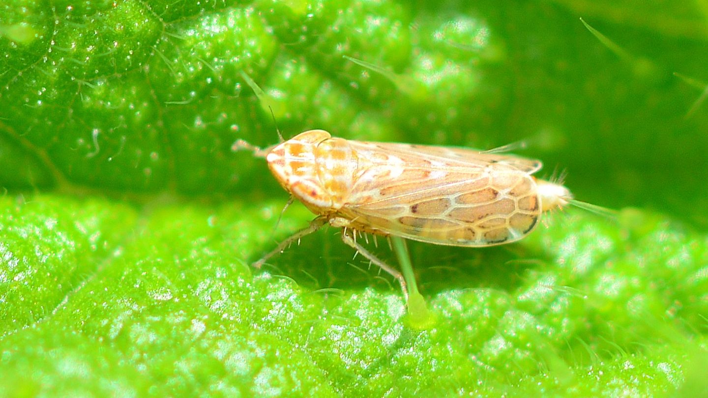 Quale cicadella ? Jassargus sp. (Cicadellidae, Deltocephalinae)