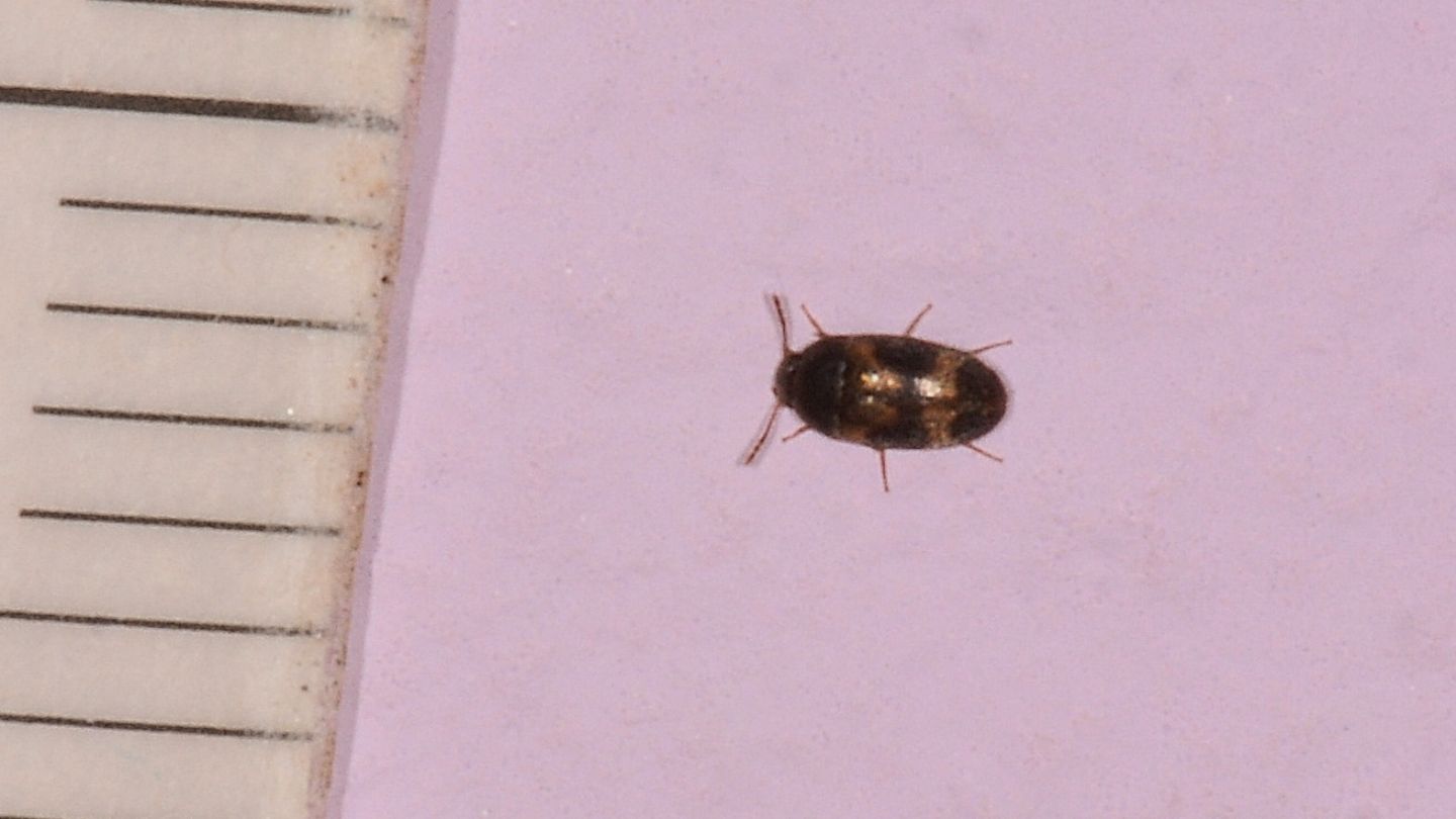 Mycetophagidae: Litargus  balteatus (cfr.)