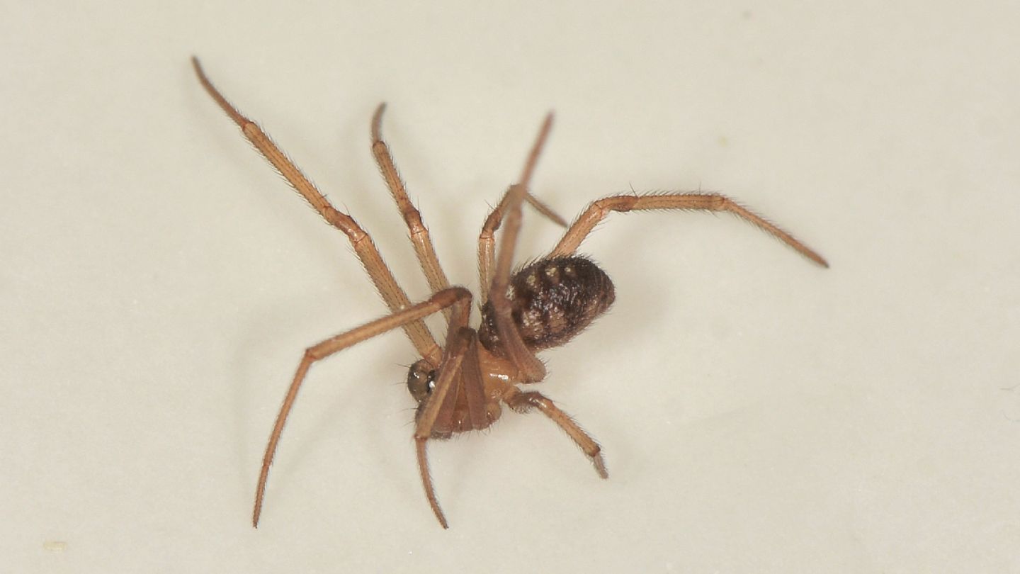 Steatoda grossa, maschio subadulto - Mediglia (MI)