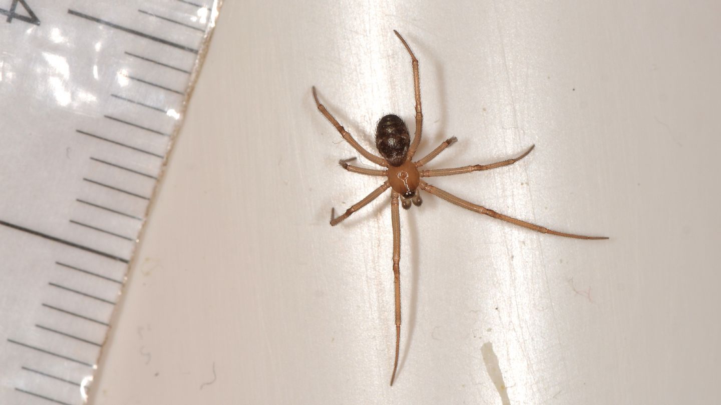 Steatoda grossa, maschio subadulto - Mediglia (MI)