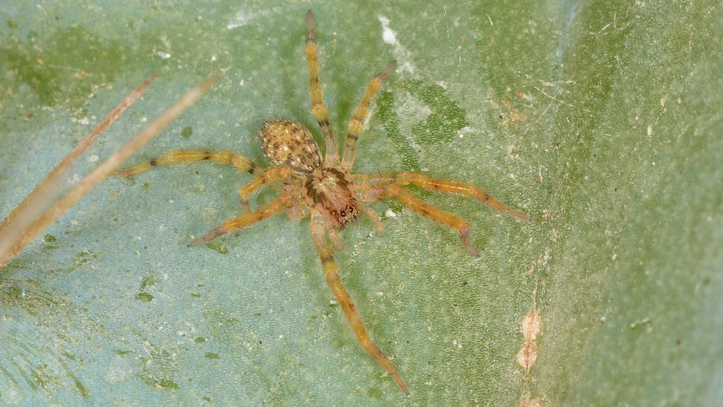 Zoropsis sp., giovanissima - Mediglia (MI)