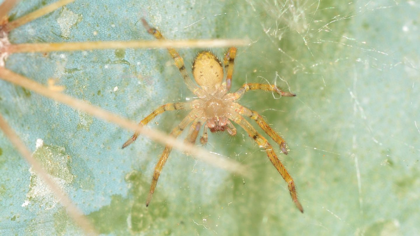 Zoropsis sp., giovanissima - Mediglia (MI)