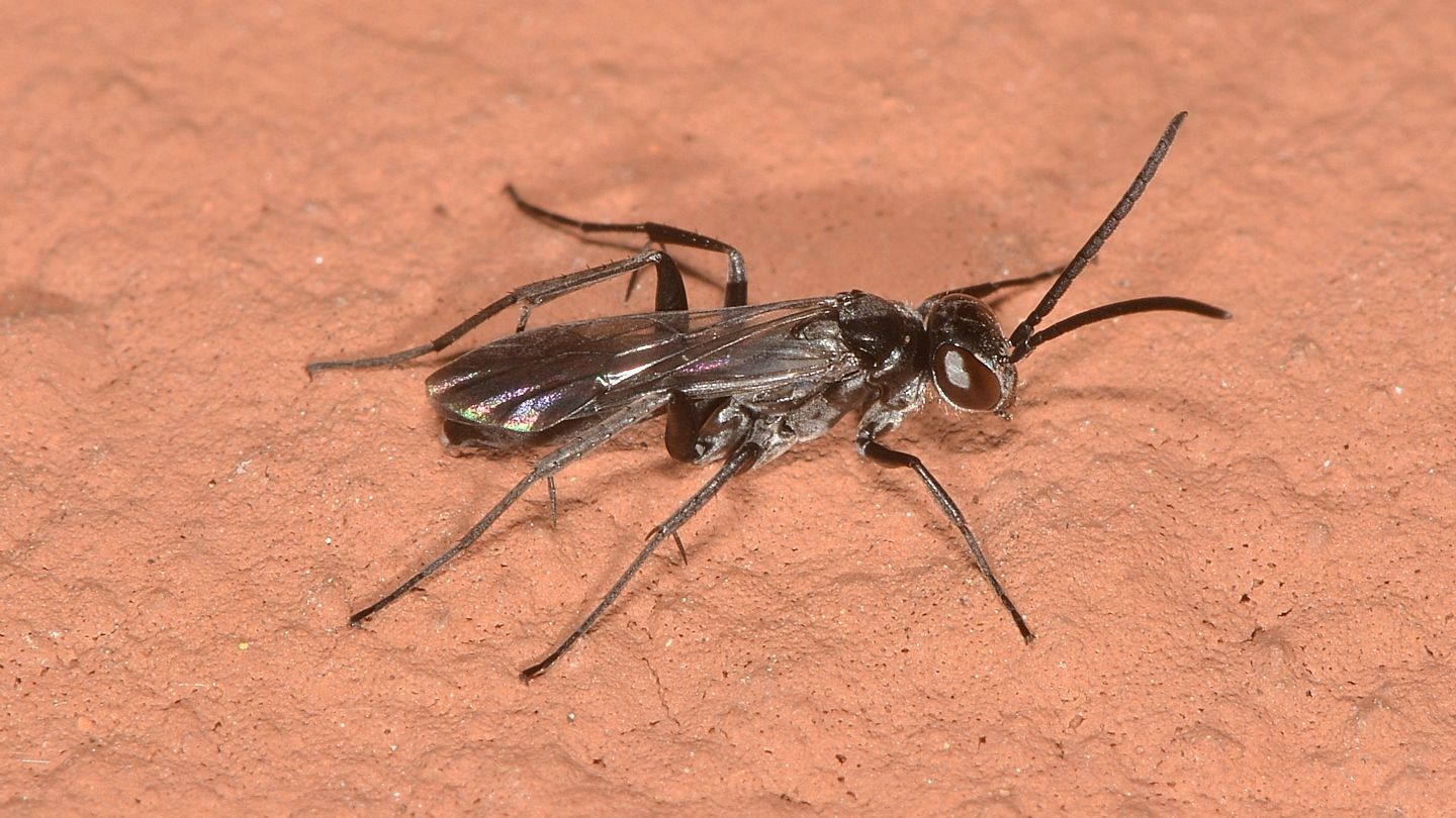 E'' un Pompilidae ?  S, Dipogon sp, .maschio