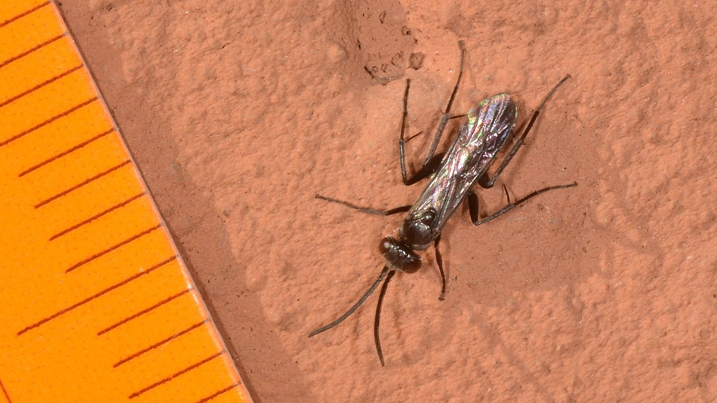 E'' un Pompilidae ?  S, Dipogon sp, .maschio