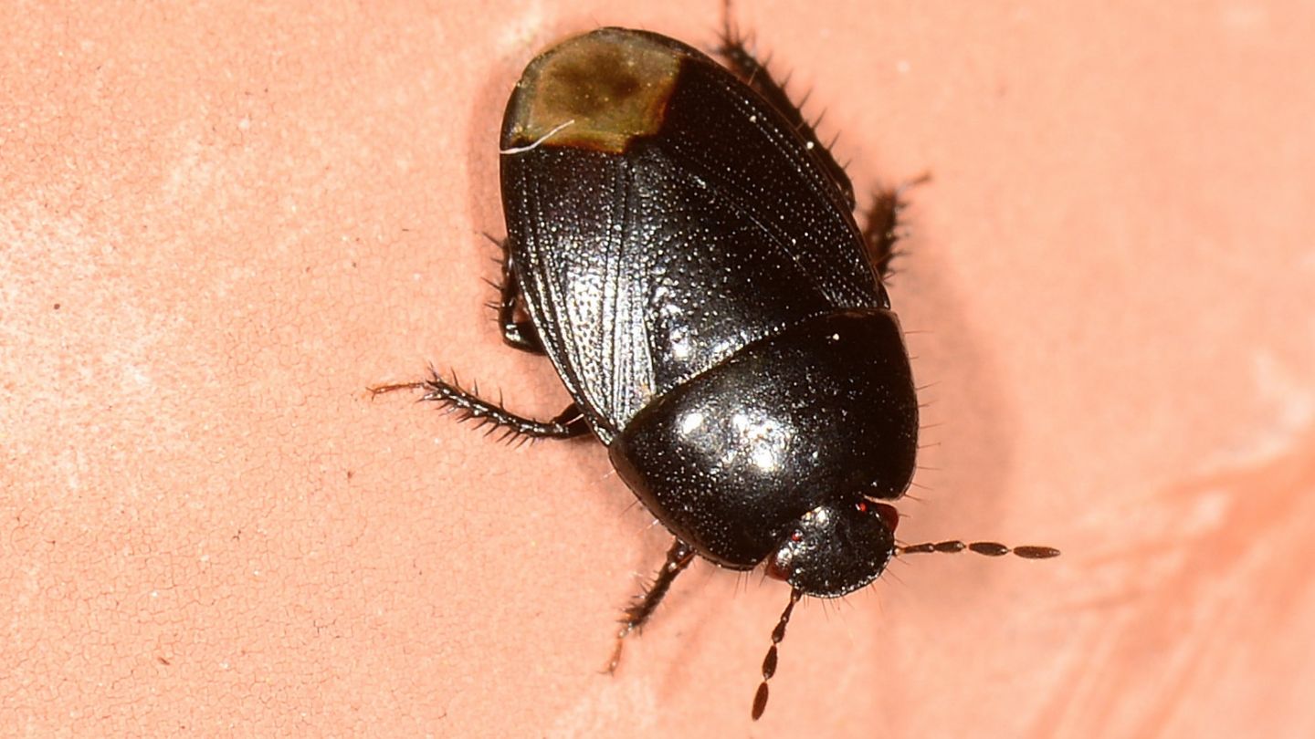 Cydnidae: Geotomus sp.