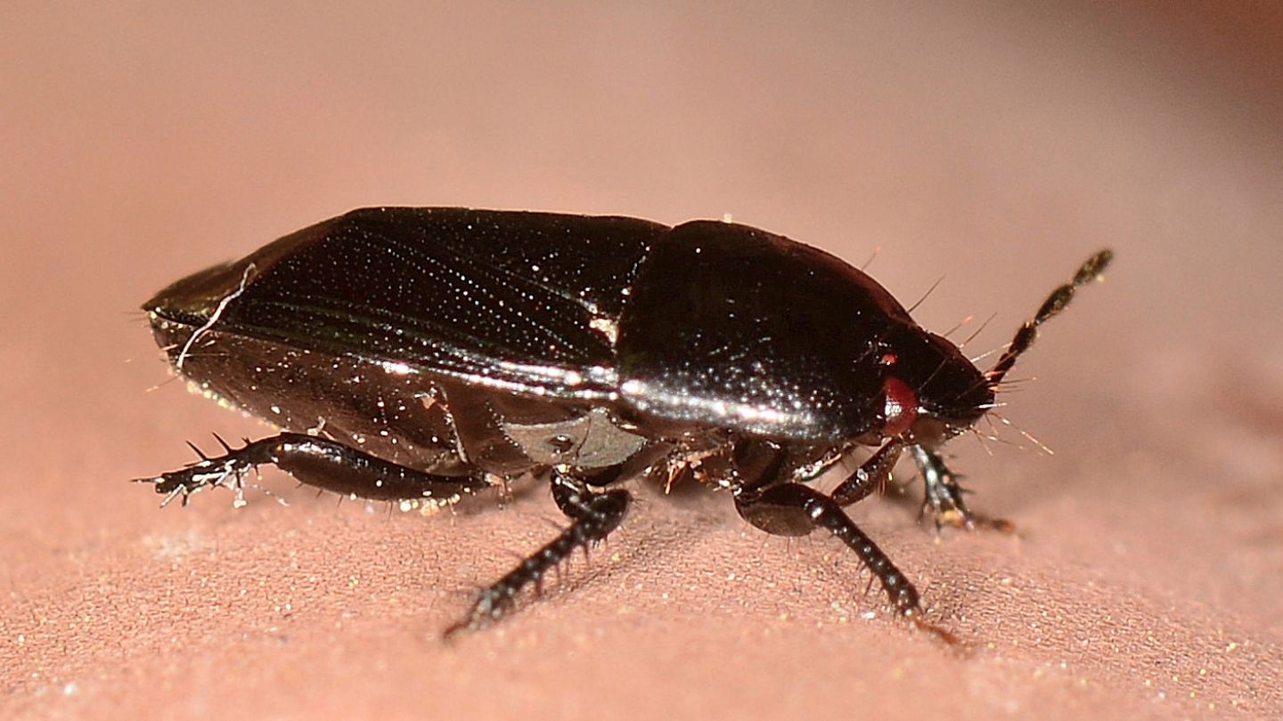 Cydnidae: Geotomus sp.