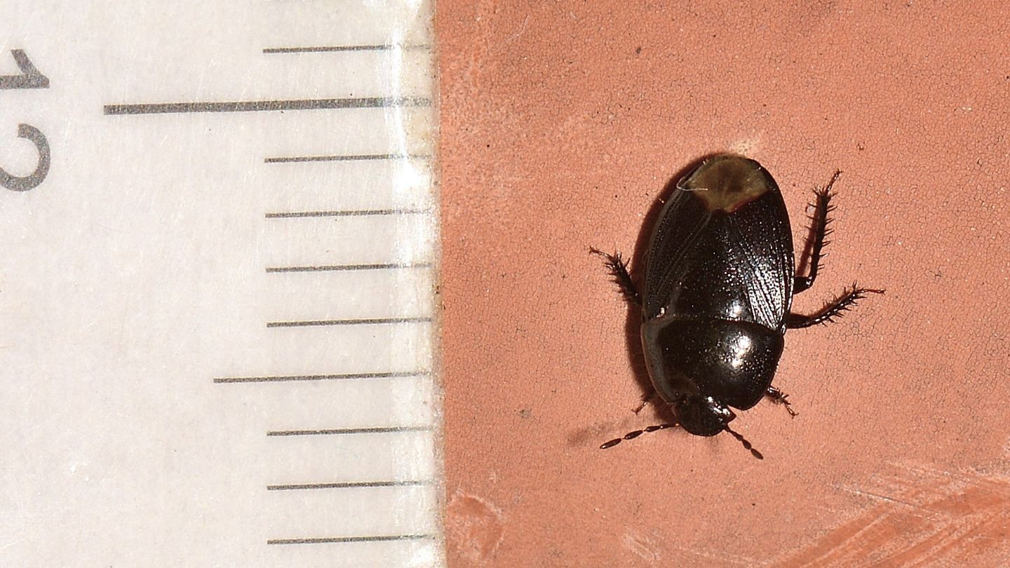 Cydnidae: Geotomus sp.