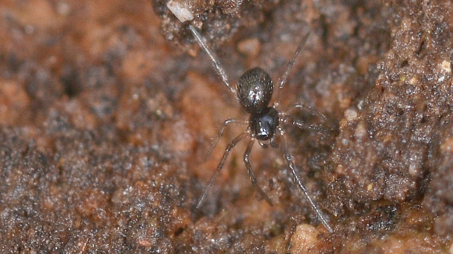 Linyphiidae Erigoninae sp. - Mediglia (MI)